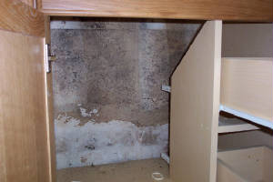 mold4.jpg