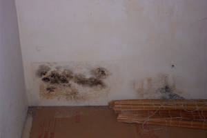 mold5.jpg